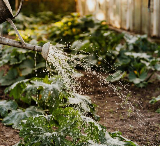 Lecture ’Available  Agricultural  Land, Crop Production and Irrigation Needs in Changed Climate Conditions’